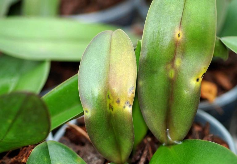 Orchideen-Krankheiten Bilder: Ein Leitfaden für die Diagnose und Behandlung von Orchideen-Krankheiten